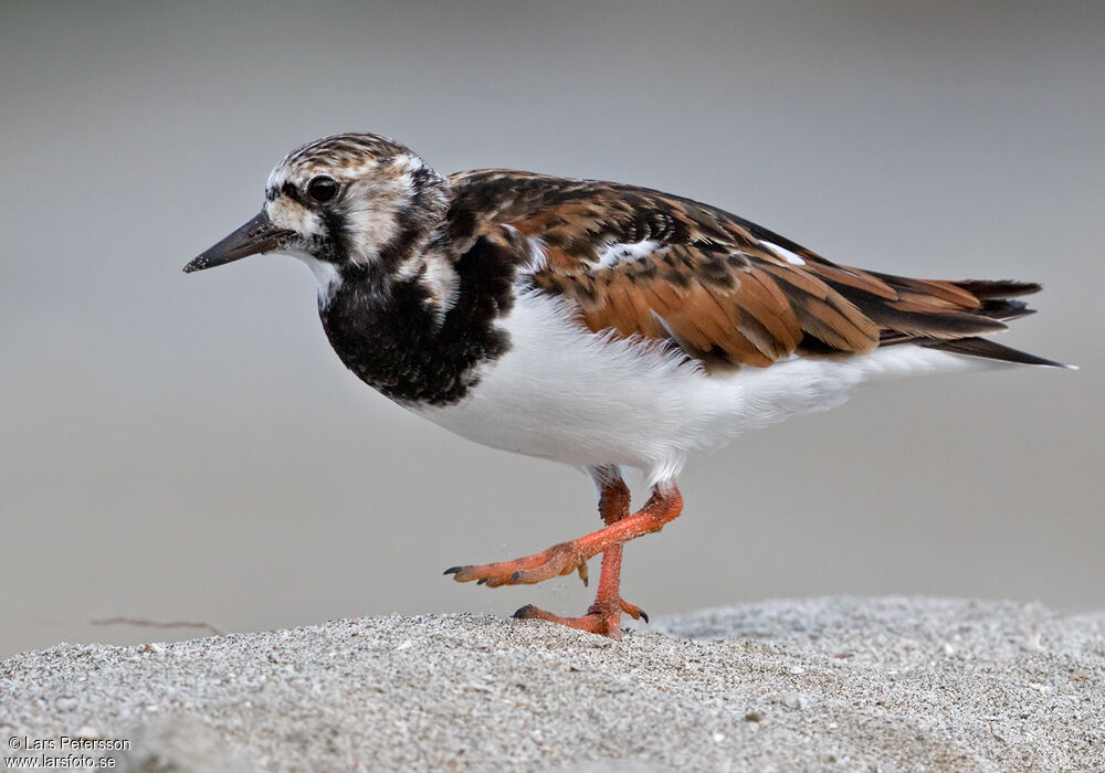 Ruddy Turnstone