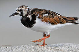 Ruddy Turnstone