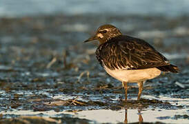 Black Turnstone