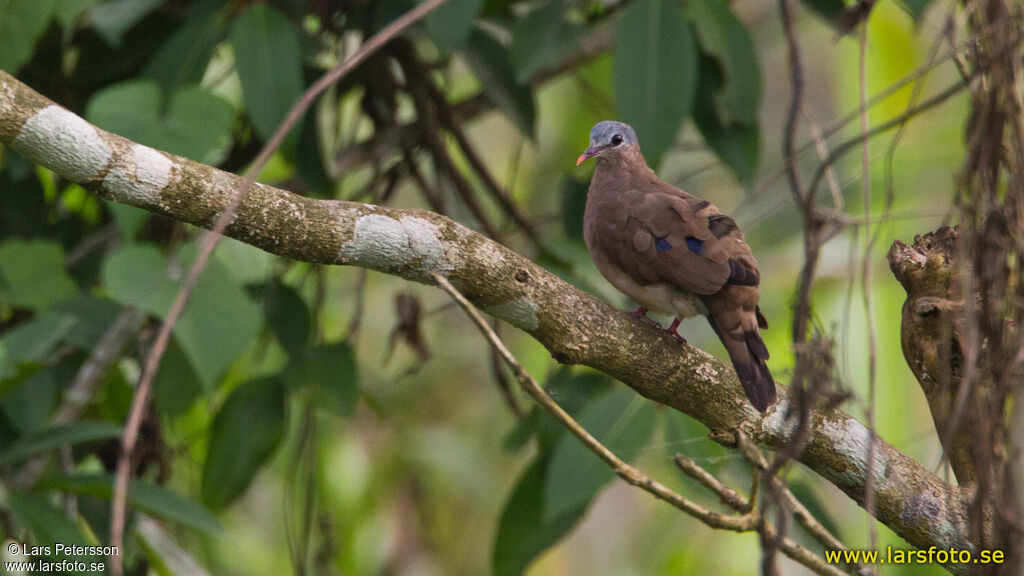 Blue-spotted Wood Dove