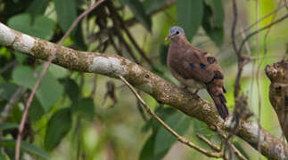 Blue-spotted Wood Dove