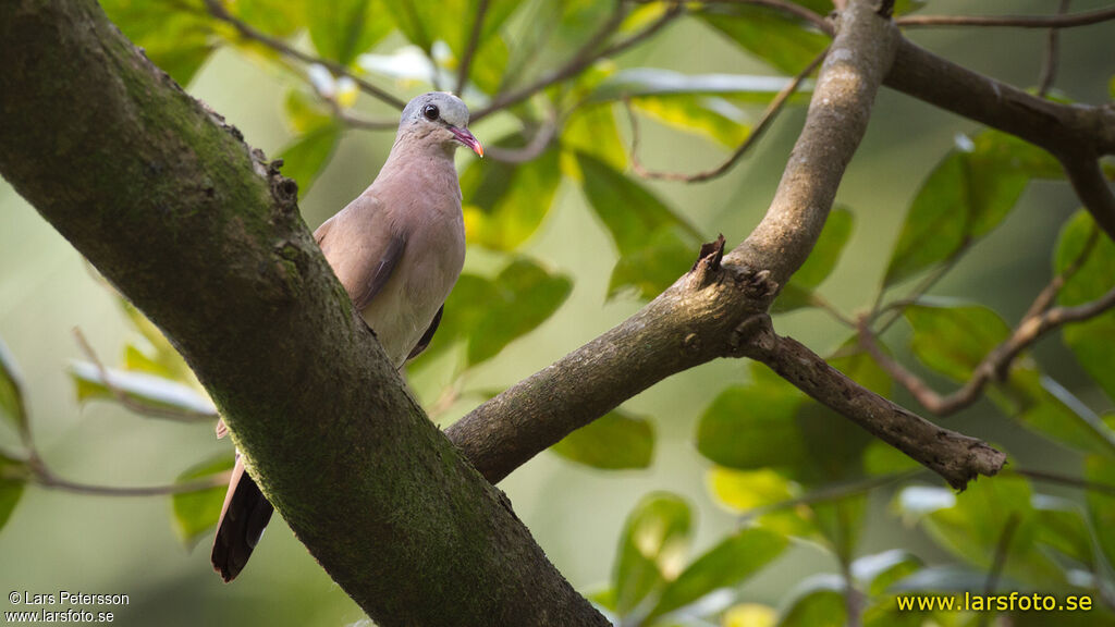 Blue-spotted Wood Dove