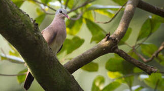 Blue-spotted Wood Dove