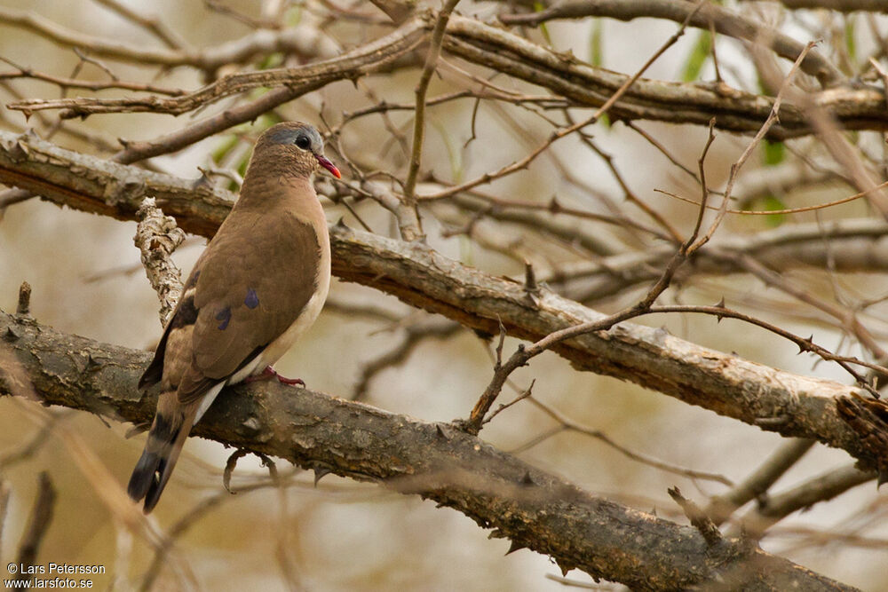 Blue-spotted Wood Dove