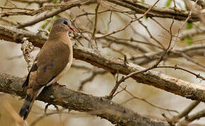 Blue-spotted Wood Dove