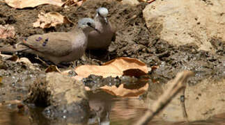 Black-billed Wood Dove