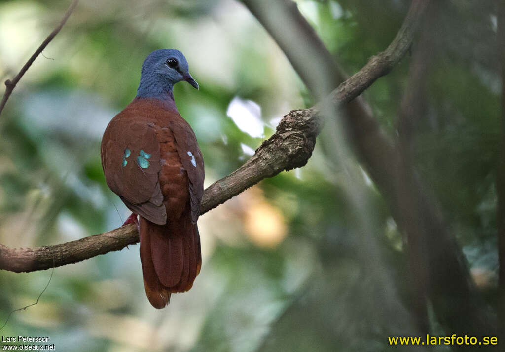 Blue-headed Wood Doveadult