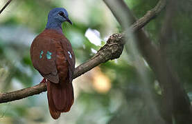 Blue-headed Wood Dove