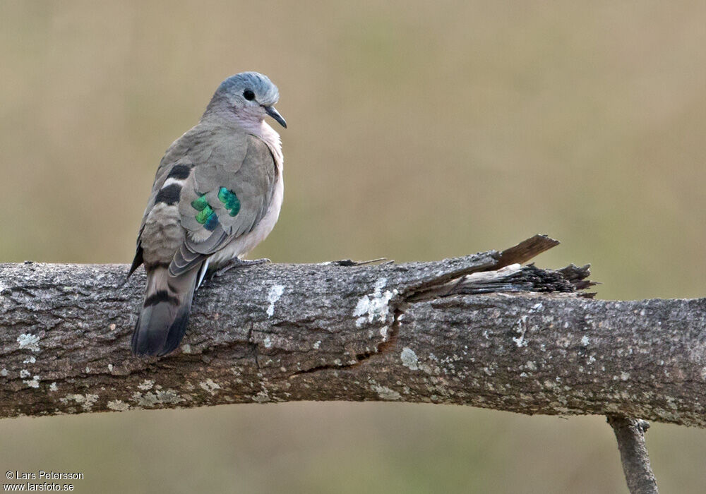 Emerald-spotted Wood Dove