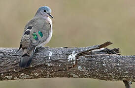 Emerald-spotted Wood Dove