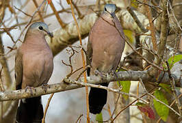 Emerald-spotted Wood Dove