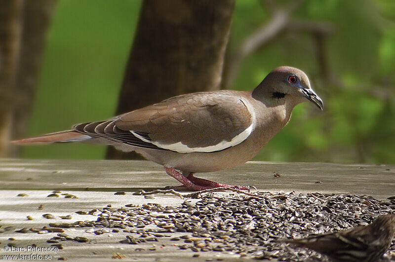 White-winged Dove