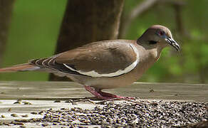 White-winged Dove