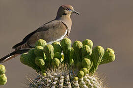 White-winged Dove