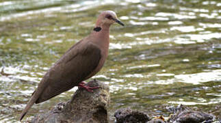 Red-eyed Dove