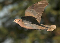 Red-eyed Dove