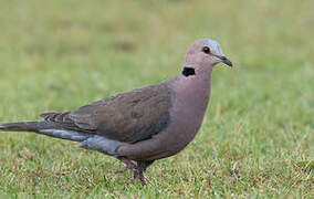 Red-eyed Dove