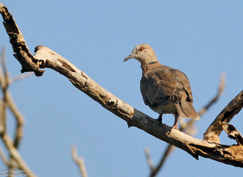 Island Collared Dove, identification