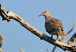 Island Collared Dove