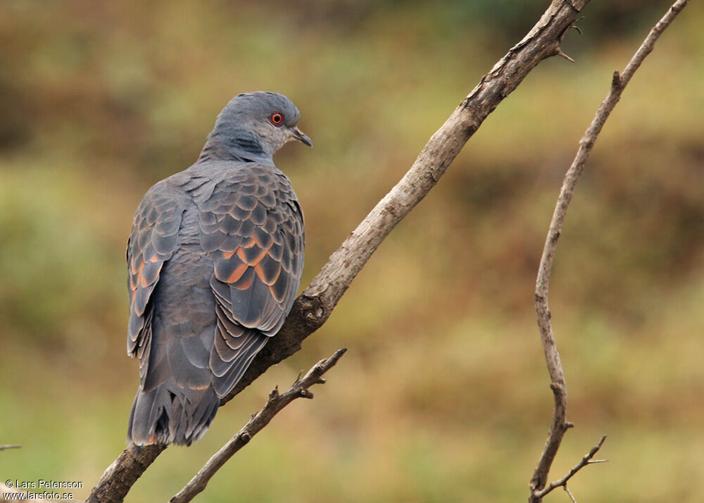 Dusky Turtle Dove