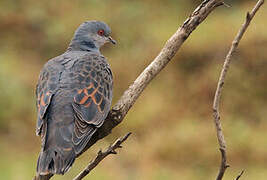 Dusky Turtle Dove