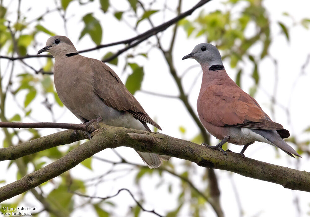 Red Collared Dove