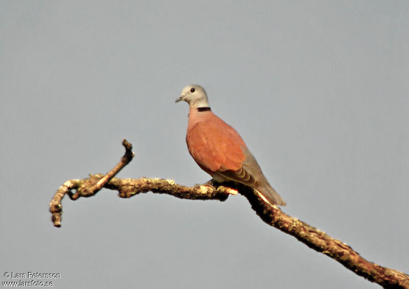 Red Turtle Dove