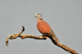 Red Collared Dove