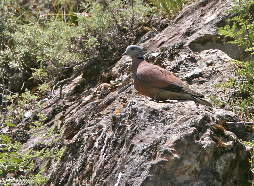 Tourterelle à tête grise