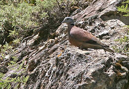 Red Collared Dove