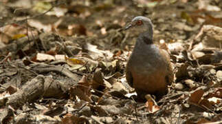 Adamawa Turtle Dove