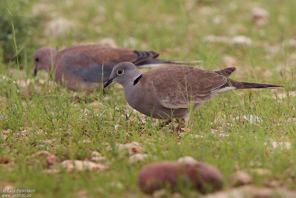 White-winged Collared Dove