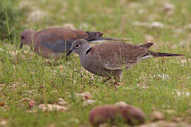 White-winged Collared Dove