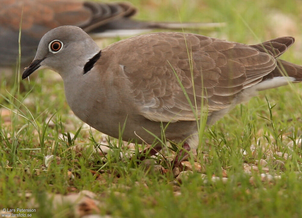 White-winged Collared Dove