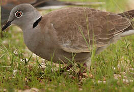 White-winged Collared Dove