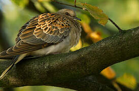 European Turtle Dove