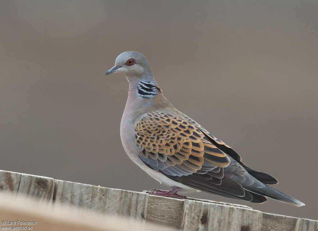 European Turtle Dove