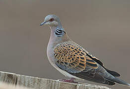 European Turtle Dove