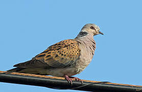 European Turtle Dove