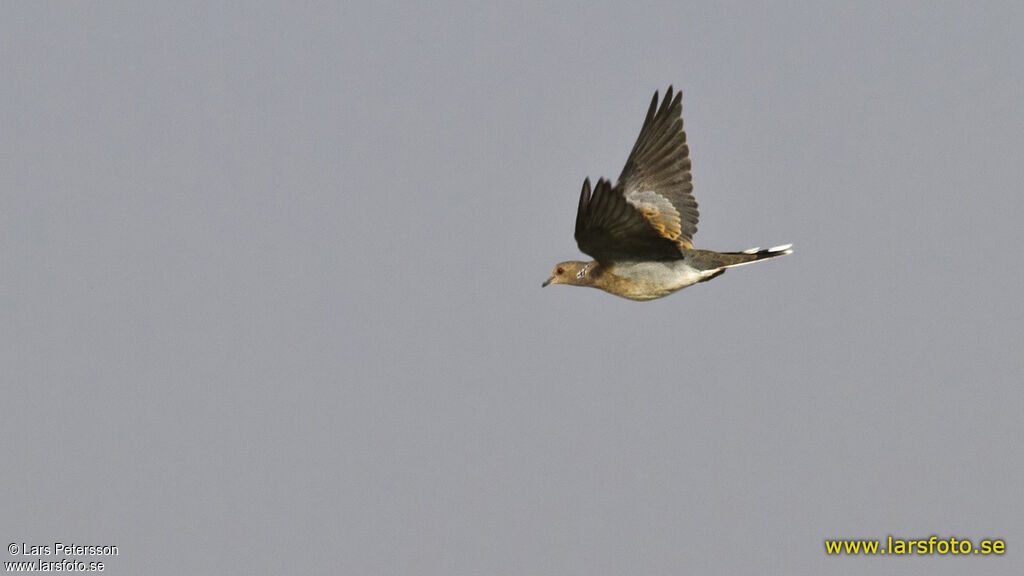 European Turtle Dove