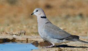 Ring-necked Dove