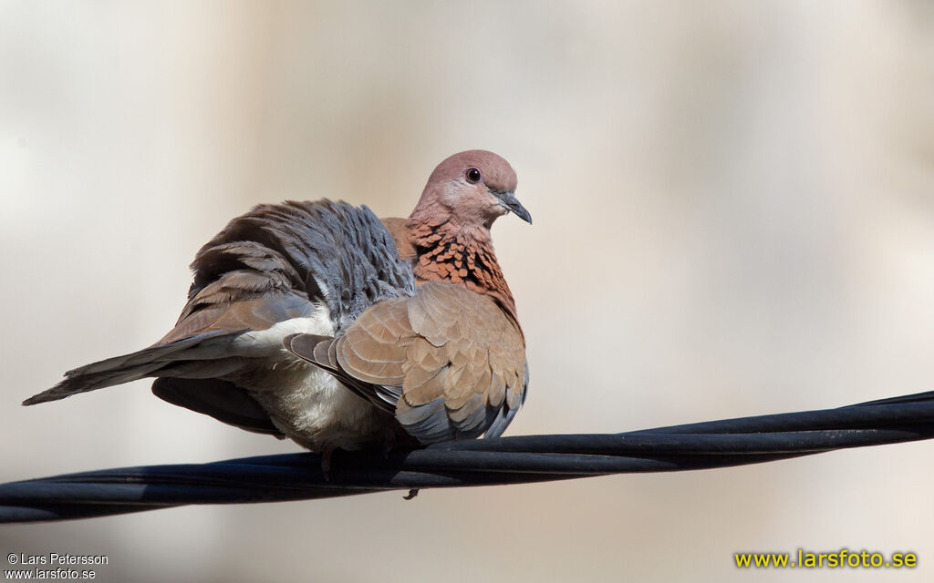 Laughing Dove