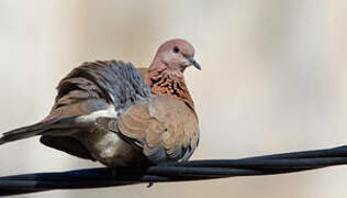 Laughing Dove