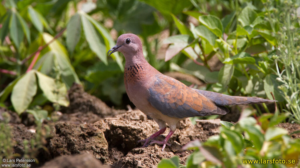 Laughing Dove