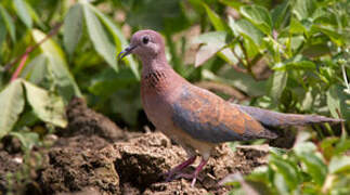 Laughing Dove