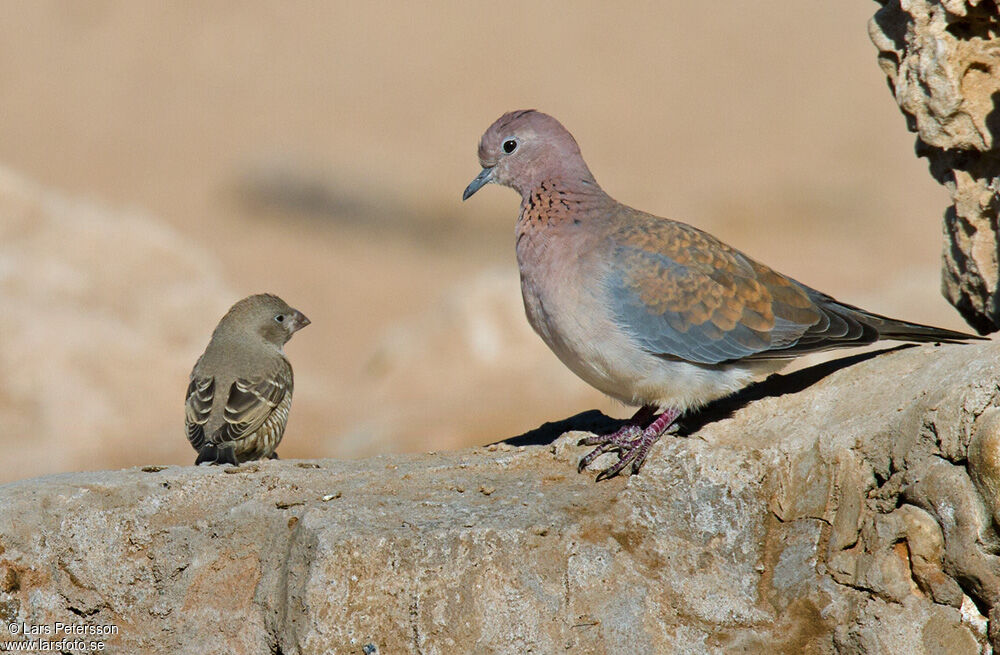 Laughing Dove