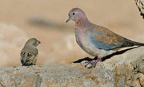 Laughing Dove