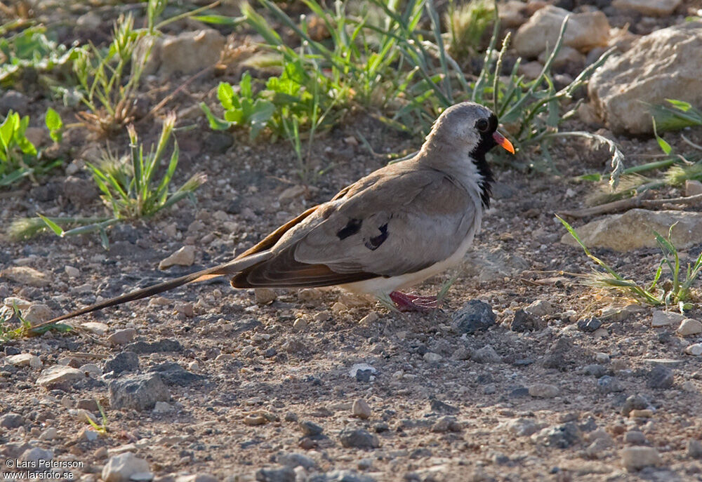 Namaqua Dove