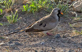 Namaqua Dove