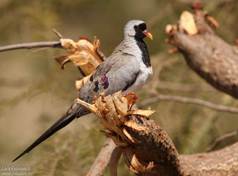 Namaqua Dove male adult, identification
